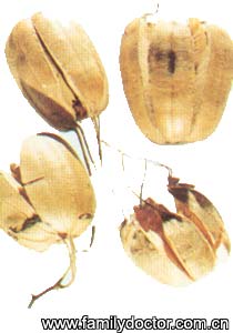 FructusAristolochiae/  Fructus Aristolochiae 