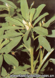 «SemenTrigonellae/« Semen Trigonellae 