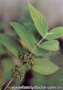 ����ҶFoliumCallicarpaeMacrophyllae/����Ҷ Folium Callicarpae Macrophyllae 