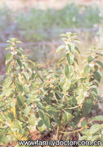 HerbaMenthaeHaplocalycis/  Herba Menthae Haplocalycis 