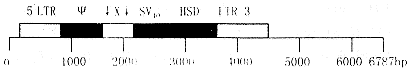 t148-1.gif (2157 bytes)
