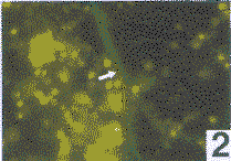 1802.gif (7058 bytes)