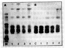 1103.gif (9283 bytes)