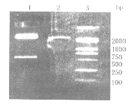 t45801.gif (7691 �ֽ�)