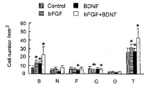 �����Ƥ|���Գ���άϸ����������|��Դ��Ӫ������|����ϸ����ѧ/bFGF��BDNF�����˺����С����������
�����Ƥϸ��������Ӱ��//