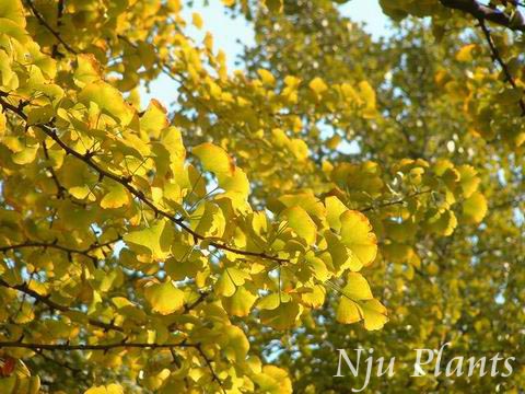 GinkgobilobaLinn.Maidenhairtree,GinkgoӿGinkgoaceae///