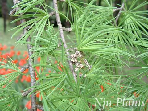 Pseudolarixamabilis(Nelson)Rehd.GoldenLarchGoldlarchɿPinaceae/Ǯ//