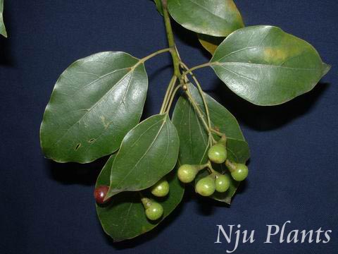 Cinnamomumcamphora(Linn.)PreslCamphortreeLauraceae///