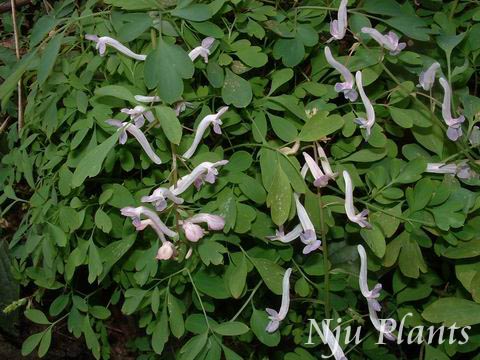 Corydalisdecumbens(Thunb.)Pers.NothinginsummerڿPapaveraceae///