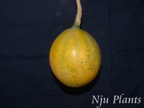 TrichosantheskirilowiiMaxim.Snakegourd«Cucurbitaceae/¥//