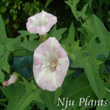 Calystegiasepium(Linn.)R.Br.HedgeGlorybindConvolvulaceae/콣//