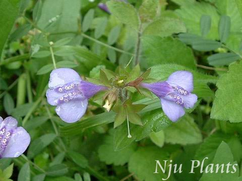 Mazusstachydifolius(Turcz.)Maxim.BetonyleafMazusοScrophulariaceae/Ӳ//