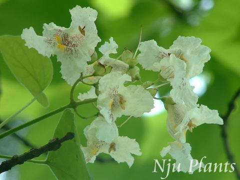 CatalpaovataDonCatalpaڿBignoniaceae///