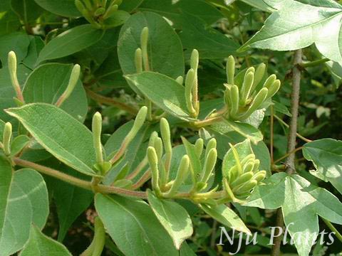 LonicerajaponicaThunb.JapanHoneysuckle̶Caprifoliaceae/̶//