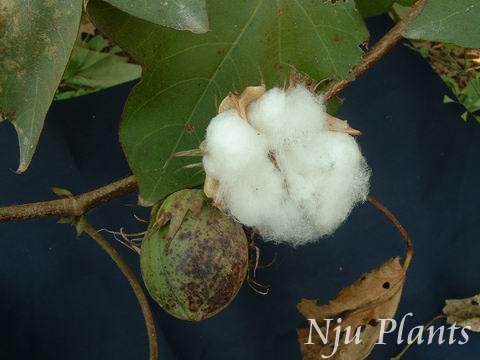 GossypiumhirsutumLinn.UplandCottonMalvaceae/½//