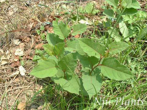 PolygonumcuspidatumSieb.etZucc.TigerstickJapanFleeceflower,GiantKnotweedޤPolygonaceae///