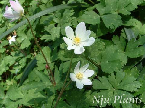 AnemoneflaccidaFr.SchmidtGoosepalmWindflowerëݢRanunculaceae///