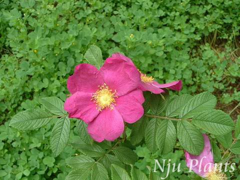 RosaroxburghiiRoxburghRoseǾޱRosaceae/˿//