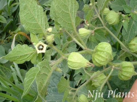 PhysalisalkekengiLinn.Groundcherry,strawberrytomato,wintercherryѿSolanaceae/Ὤ//