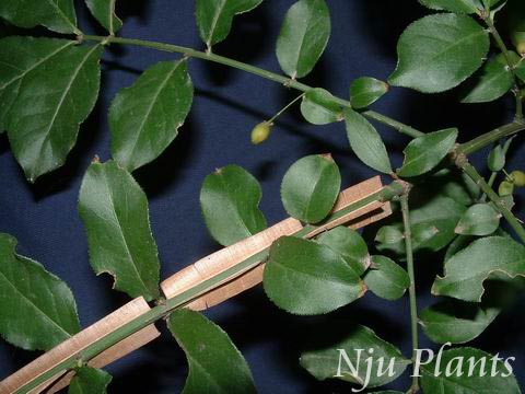 Euonymusalatus(Thunb.)Sieb.WingedEuonymusìCelastraceae/ì//