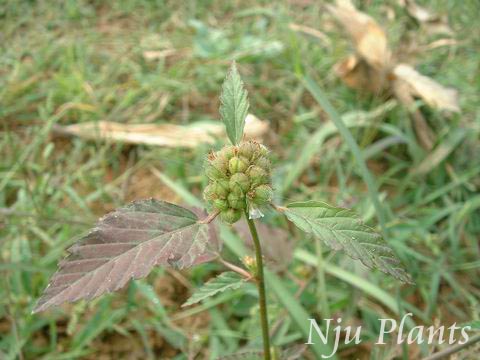 MelochiacorchorifoliaJuteleafMelochiaͩSterculiaceae///