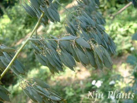 Macleayacordata(Willd.)R.Br.PlumepoppyڿPapaveraceae///