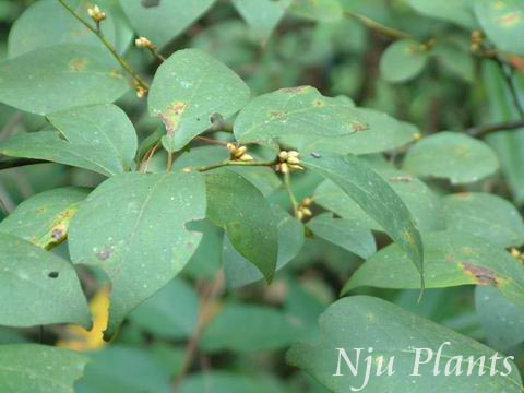 LinderaerythrocarpaMakinoRedfruitSpicebushLauraceae///