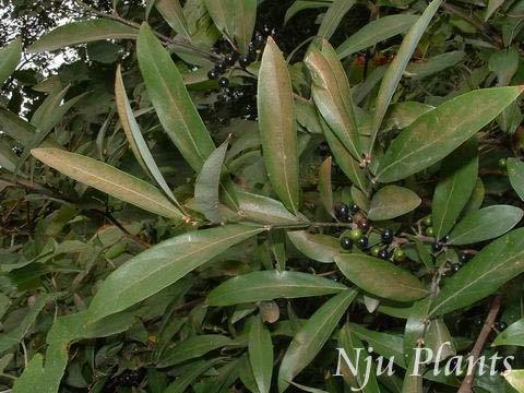 LinderaangustifoliaChengNarrowleafSpicebushLauraceae/Ҷɽ//