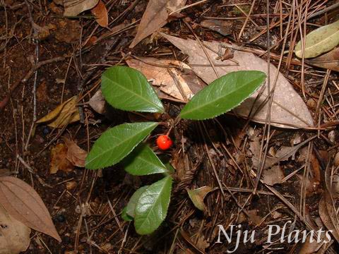 Ardisiajaponica(Hornsted)BlumeJapanArdisiaϽţMyrsinaceae/Ͻţ//