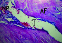 ׵����Դ������ʹ������������˵//
