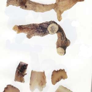 �ƾ�2�ƾ�/[��������]�ƾ����ƻƾ����ƻƾ���/[��Դ]��ƷΪ�ٺϿ�ֲ���ƾ�PolygonatumkingianumColl.etHemsl.�ƾ�PolygonatumsibiricumRed.��໨�ƾ�Pol