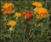 �컨(��Ѫͨ����ȥ��ֹʹ)