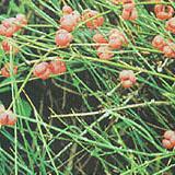 Ephedra