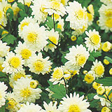 Chrysanthemum