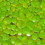 Duckweed