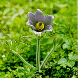 Chinese Pulsatilla Root