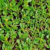 Purslane