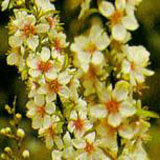 Bush Cherry Seed