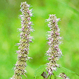 Agastache