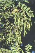 Sophora Flower