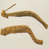 Sanguisorba Root