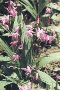 Bletilla Tuber