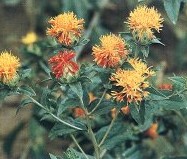 Safflower