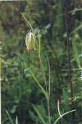 Sichuan Fritillary Bulb