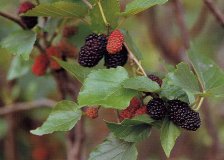 Mulberry Bark