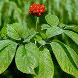 American Ginseng