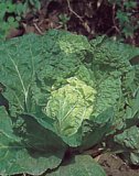 Chinese Cabbage