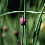 Chinese Chive