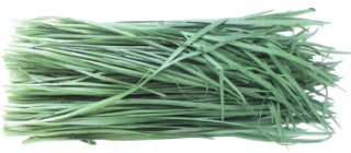 Chinese Chive