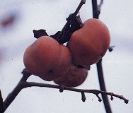 Persimmon